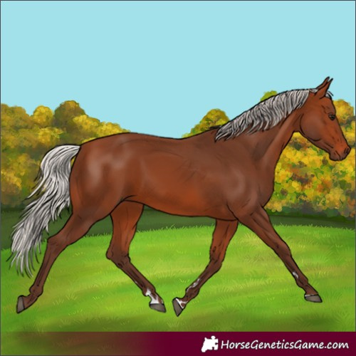 Horse Color:Silver Brown 