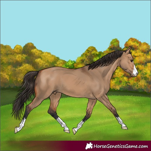 Horse Color:Bay Dun 