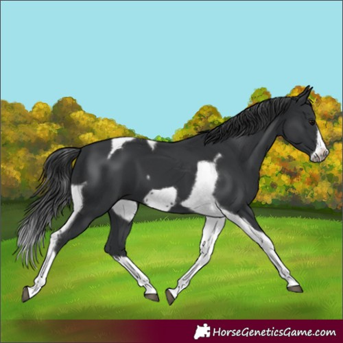 Horse Color:Black Tobiano Frame 