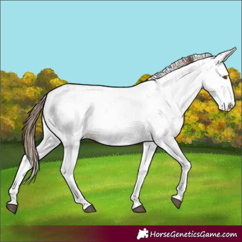 Horse Color:White Spotted Buckskin Dun Sabino Appaloosa