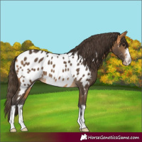 Horse Color:Buckskin Appaloosa