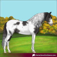 Horse Color:Smoky Black Tobiano Frame Rabicano