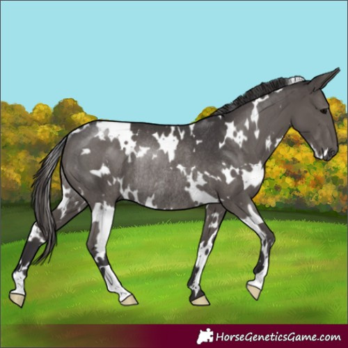 Horse Color:White Spotted Smoky Black Rabicano