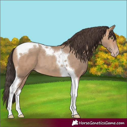 Horse Color:Amber Champagne Tobiano