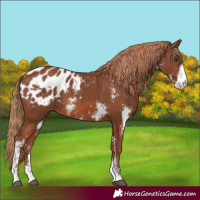 Horse Color:Chestnut Sabino Varnish 