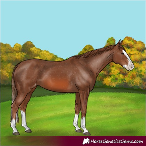 Horse Color:Chestnut Splash Appaloosa 