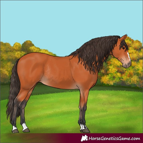 Horse Color:Bay Rabicano 
