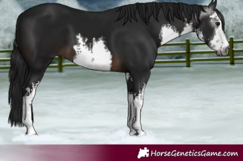 Horse Color:Gray White Spotted Brown