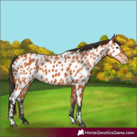 Horse Color:Bay Appaloosa