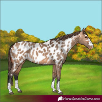 Horse Color:Bay Dun Near Leopard 
