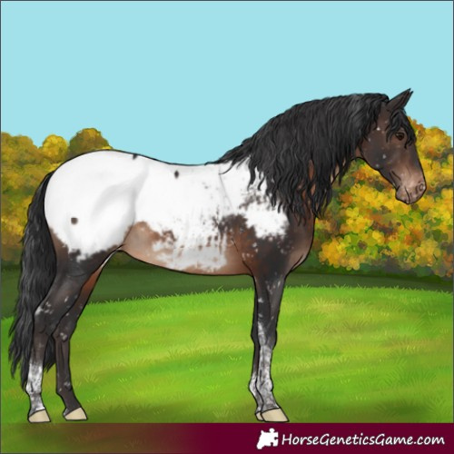 Horse Color:Brown Tobiano Appaloosa