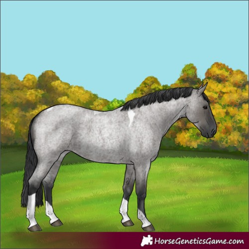 Horse Color:Grullo Roan Tobiano 