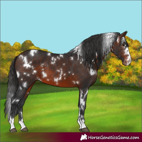 Horse Color:White Spotted Brown Varnish 
