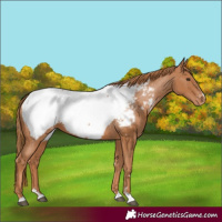 Horse Color:Chestnut Appaloosa