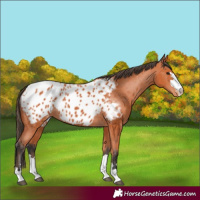 Horse Color:Bay Blanket 