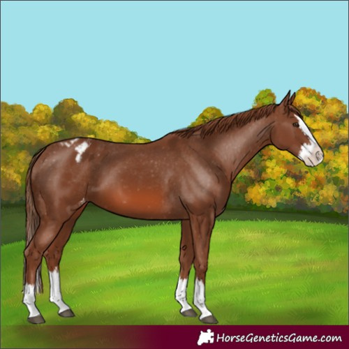 Horse Color:Chestnut Splash Appaloosa 