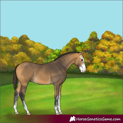 Horse Color:Buckskin Sabino 