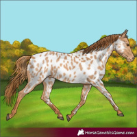 Horse Color:Chestnut Near Leopard