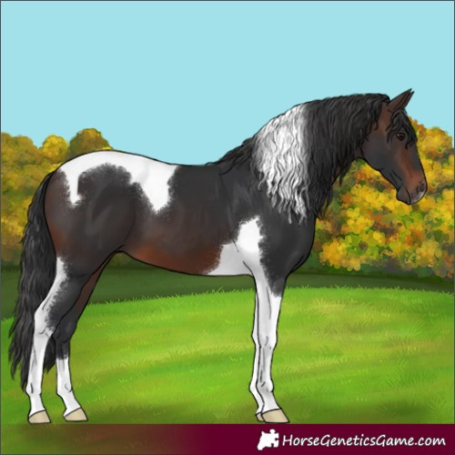 Horse Color:Brown Tobiano