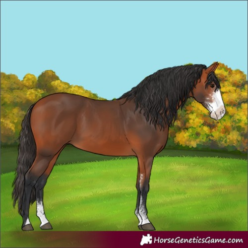 Horse Color:Bay Sabino 