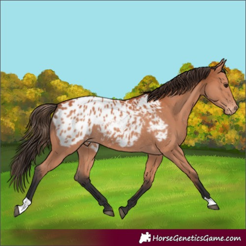 Horse Color:Bay Appaloosa 