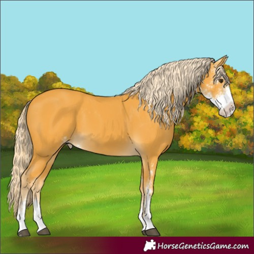 Horse Color:Palomino Sabino Appaloosa