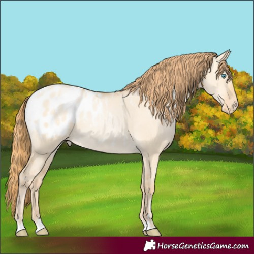 Horse Color:Buckskin Pearl Dun Appaloosa 