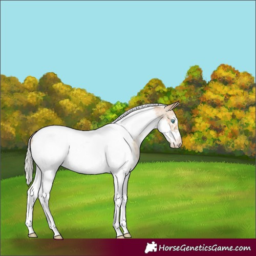 Horse Color:Silver Smoky Black Pearl Sabino Tobiano Frame