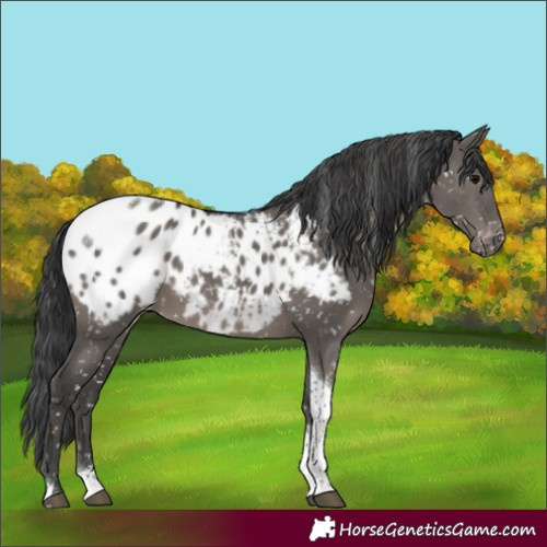 Horse Color:Grullo Tobiano Appaloosa 