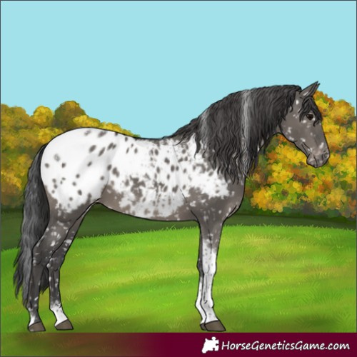 Horse Color:Grullo Tobiano Blanket