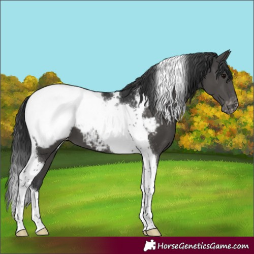 Horse Color:Black Tobiano Snowcap