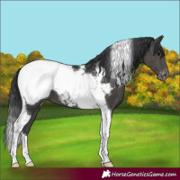 Horse Color:Black Tobiano Snowcap