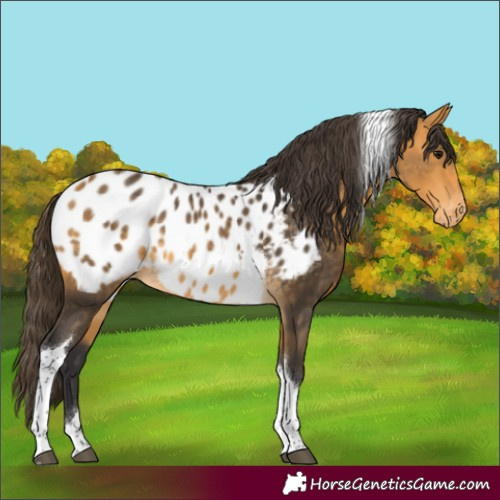 Horse Color:Buckskin Tobiano Appaloosa