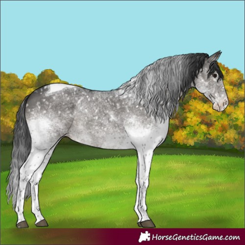 Horse Color:White Spotted Black Tobiano Appaloosa