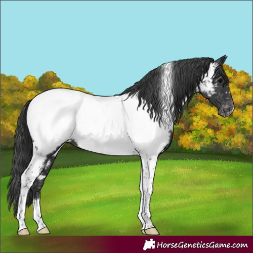 Horse Color:Black Tobiano Appaloosa 