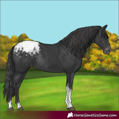 Horse Color:Black Tobiano Appaloosa Rabicano 