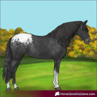 Horse Color:Black Tobiano Snowcap Rabicano 