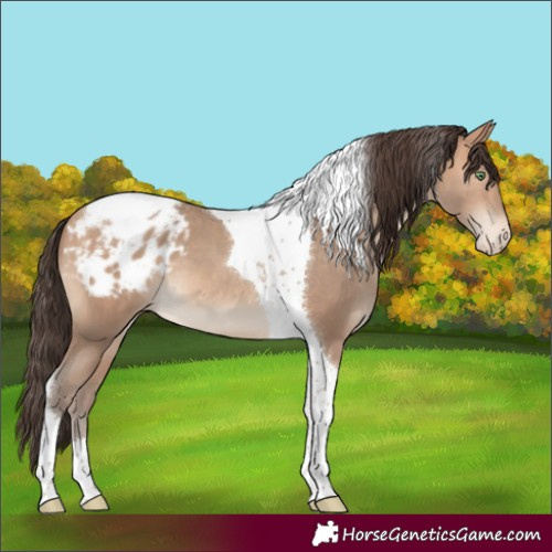 Horse Color:Amber Champagne Tobiano Blanket 