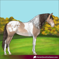 Horse Color:Amber Champagne Tobiano Blanket 