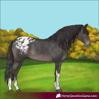 Horse Color:Smoky Black Tobiano Blanket