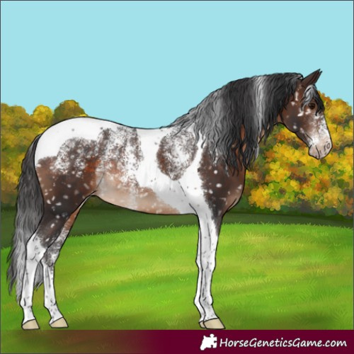 Horse Color:Powder White Brown Tobiano Appaloosa 
