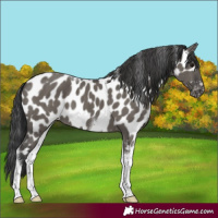 Horse Color:Grullo Tobiano Appaloosa 