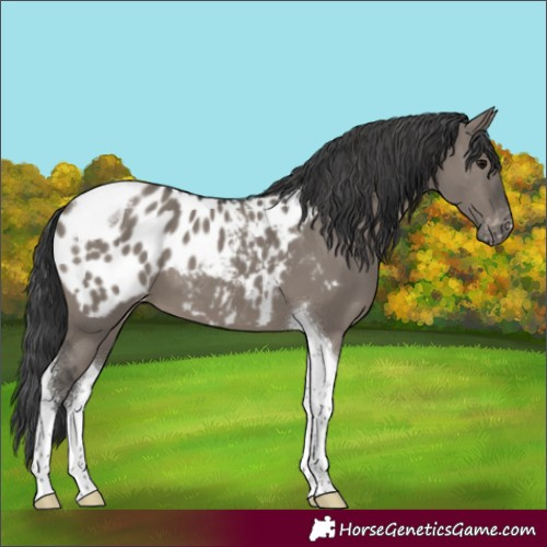 Horse Color:Grullo Tobiano Appaloosa 