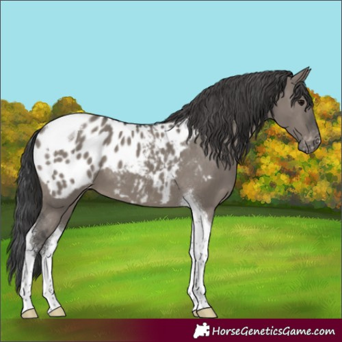 Horse Color:Grullo Tobiano Appaloosa 
