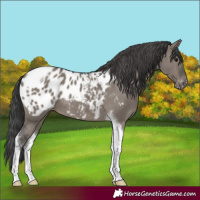 Horse Color:Grullo Tobiano Blanket 