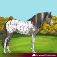 Horse Color:Smoky Grullo Tobiano Appaloosa 