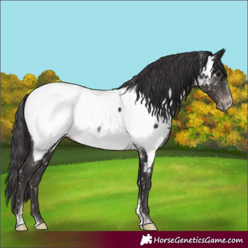 Horse Color:Smoky Black Tobiano Frame Appaloosa 