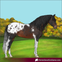 Horse Color:Brown Tobiano Blanket
