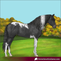 Horse Color:Black Tobiano Appaloosa