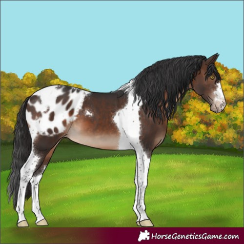 Horse Color:Brown Tobiano Appaloosa